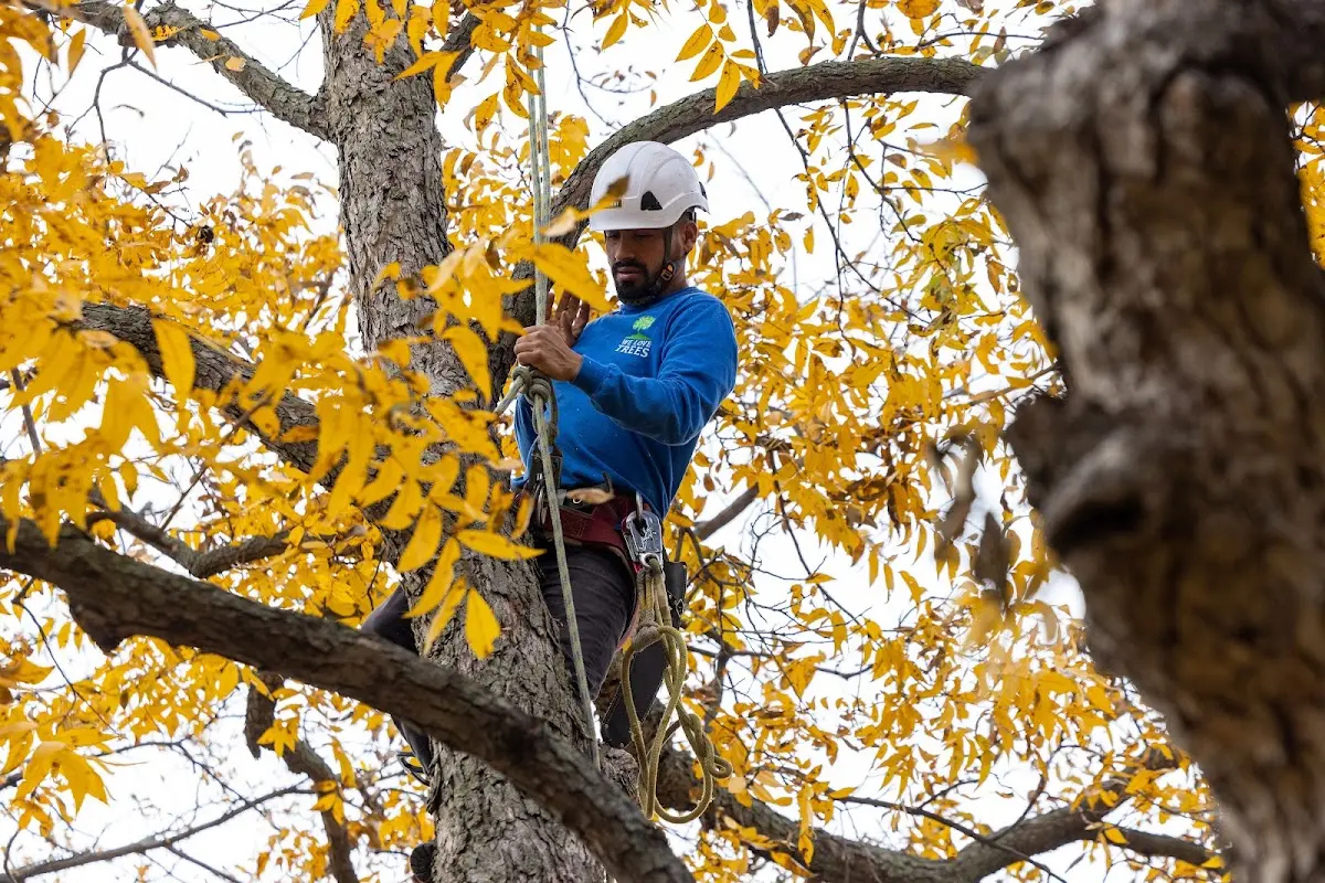 Skilled Emergency Tree Service crew working in Perry